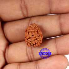 Load image into Gallery viewer, 2 Mukhi Rudraksha from Nepal - Bead No. 172
