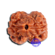 Load image into Gallery viewer, 2 Mukhi Rudraksha from Nepal - Bead No. 173
