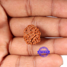 Load image into Gallery viewer, 2 Mukhi Rudraksha from Nepal - Bead No. 173
