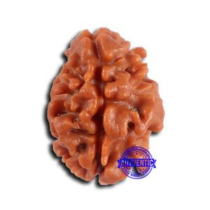 2 Mukhi Rudraksha from Nepal - Bead No. 173