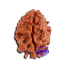 Load image into Gallery viewer, 2 Mukhi Rudraksha from Nepal - Bead No. 173
