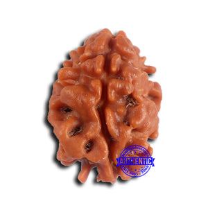 2 Mukhi Rudraksha from Nepal - Bead No. 173