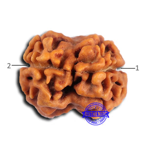 2 Mukhi Rudraksha from Nepal - Bead No. 174