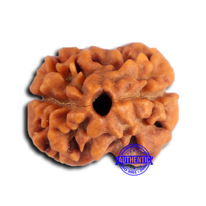 2 Mukhi Rudraksha from Nepal - Bead No. 174