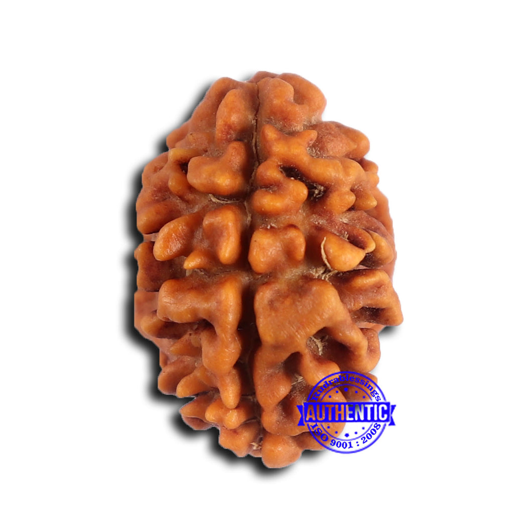 2 Mukhi Rudraksha from Nepal - Bead No. 174