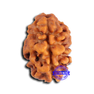 2 Mukhi Rudraksha from Nepal - Bead No. 174