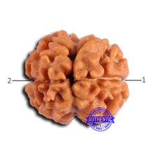 Load image into Gallery viewer, 2 Mukhi Rudraksha from Nepal - Bead No. 175
