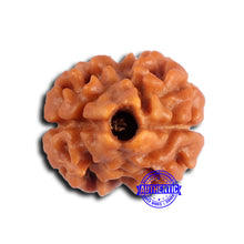 Load image into Gallery viewer, 2 Mukhi Rudraksha from Nepal - Bead No. 175
