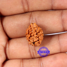 Load image into Gallery viewer, 2 Mukhi Rudraksha from Nepal - Bead No. 175
