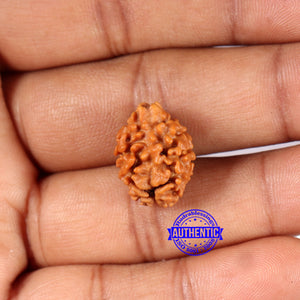 2 Mukhi Rudraksha from Nepal - Bead No. 175