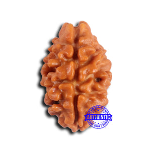 2 Mukhi Rudraksha from Nepal - Bead No. 175