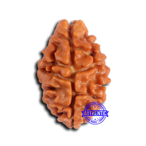 2 Mukhi Rudraksha from Nepal - Bead No. 175