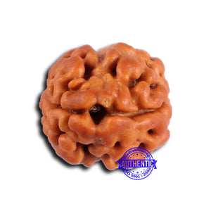 2 Mukhi Rudraksha from Nepal - Bead No. 176