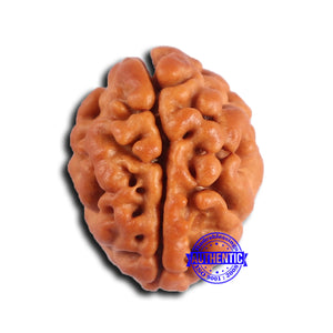 2 Mukhi Rudraksha from Nepal - Bead No. 176