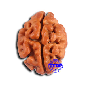 2 Mukhi Rudraksha from Nepal - Bead No. 176