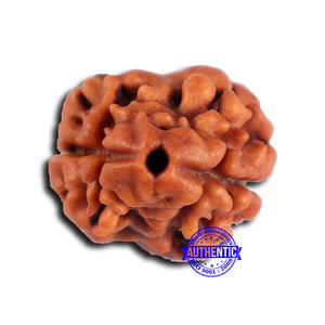 2 Mukhi Rudraksha from Nepal - Bead No. 177