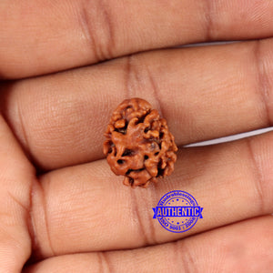 2 Mukhi Rudraksha from Nepal - Bead No. 177