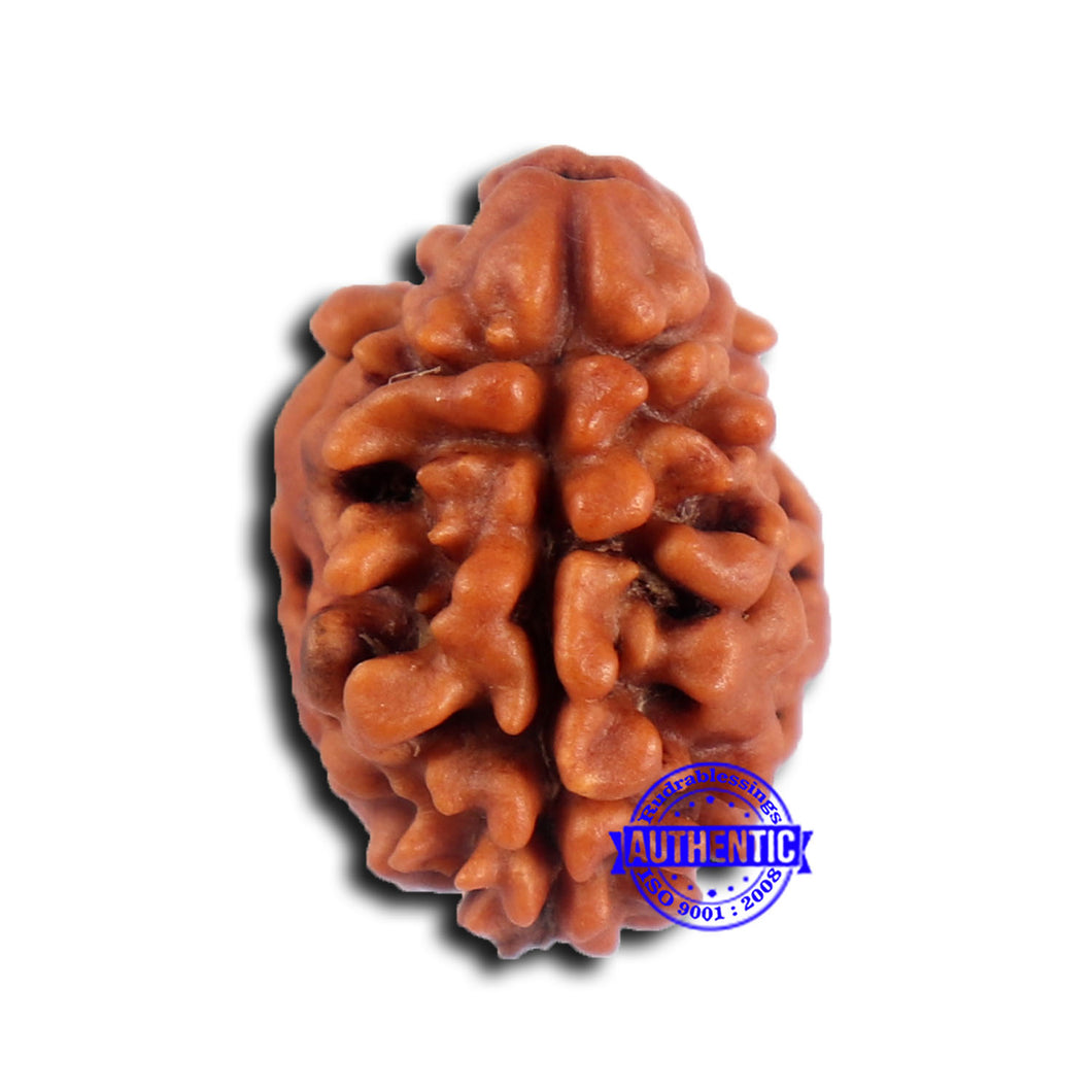 2 Mukhi Rudraksha from Nepal - Bead No. 177