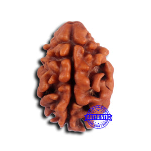 2 Mukhi Rudraksha from Nepal - Bead No. 177