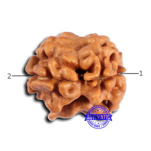 2 Mukhi Rudraksha from Nepal - Bead No. 178