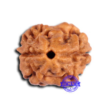 Load image into Gallery viewer, 2 Mukhi Rudraksha from Nepal - Bead No. 178
