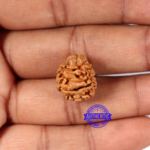 Load image into Gallery viewer, 2 Mukhi Rudraksha from Nepal - Bead No. 178
