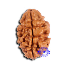 Load image into Gallery viewer, 2 Mukhi Rudraksha from Nepal - Bead No. 178
