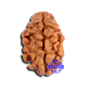 2 Mukhi Rudraksha from Nepal - Bead No. 178