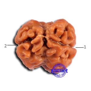 2 Mukhi Rudraksha from Nepal - Bead No. 179