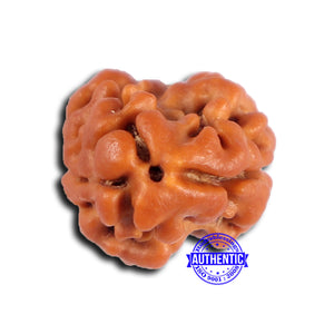 2 Mukhi Rudraksha from Nepal - Bead No. 179