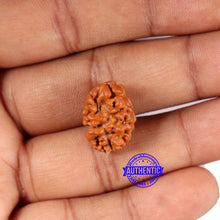 Load image into Gallery viewer, 2 Mukhi Rudraksha from Nepal - Bead No. 179
