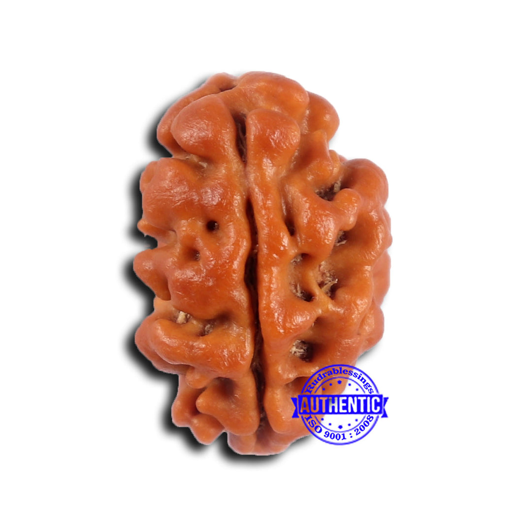 2 Mukhi Rudraksha from Nepal - Bead No. 179