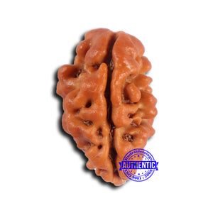 2 Mukhi Rudraksha from Nepal - Bead No. 179