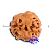 Load image into Gallery viewer, 2 Mukhi Rudraksha from Nepal - Bead No. 180
