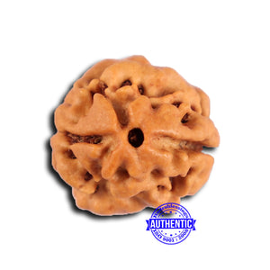 2 Mukhi Rudraksha from Nepal - Bead No. 180