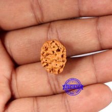 Load image into Gallery viewer, 2 Mukhi Rudraksha from Nepal - Bead No. 180
