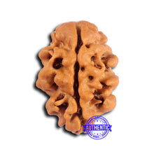 Load image into Gallery viewer, 2 Mukhi Rudraksha from Nepal - Bead No. 180
