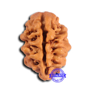 2 Mukhi Rudraksha from Nepal - Bead No. 180