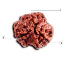 Load image into Gallery viewer, 3 Mukhi Rudraksha from Nepal - Bead No. 398
