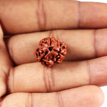 Load image into Gallery viewer, 3 Mukhi Rudraksha from Nepal - Bead No. 398
