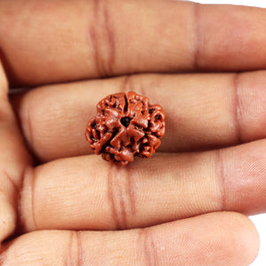 3 Mukhi Rudraksha from Nepal - Bead No. 398