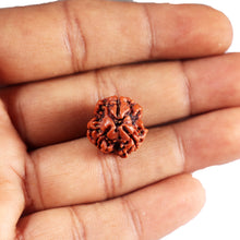 Load image into Gallery viewer, 3 Mukhi Rudraksha from Nepal - Bead No. 400
