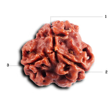 Load image into Gallery viewer, 3 Mukhi Rudraksha from Nepal - Bead No. 410
