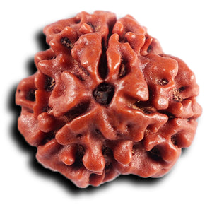 3 Mukhi Rudraksha from Nepal - Bead No. 410