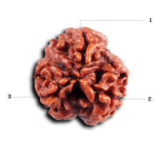 Load image into Gallery viewer, 3 Mukhi Rudraksha from Nepal - Bead No. 412
