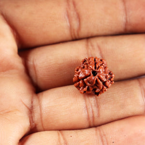 3 Mukhi Rudraksha from Nepal - Bead No. 412