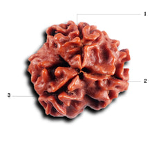 Load image into Gallery viewer, 3 Mukhi Rudraksha from Nepal - Bead No. 413
