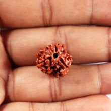 Load image into Gallery viewer, 3 Mukhi Rudraksha from Nepal - Bead No. 413
