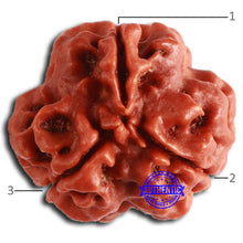 Load image into Gallery viewer, 3 Mukhi Rudraksha from Nepal - Bead No. 352
