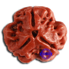 Load image into Gallery viewer, 3 Mukhi Rudraksha from Nepal - Bead No. 352
